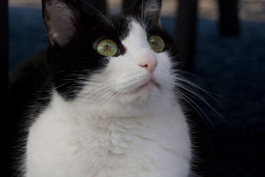 A shallow Depth of Field, the cat in the foreground is in focus while the background is out of focus 